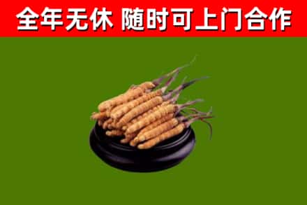 广安回收散虫草