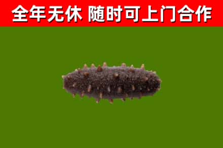 广安回收海参干